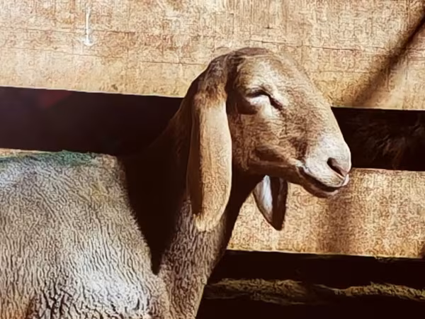 Pecora, Arashan sheep