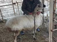 Kambing jantan, Sheep — foto 3