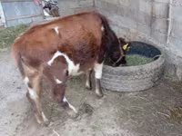 Stier, Swiss cattle — foto 3