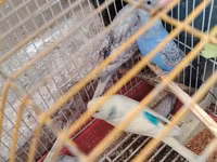 Tecılı quşlar satlir 15 m 20 m arası deyisir cütlər qefes qarsiq 50 m — รูปภาพ 4