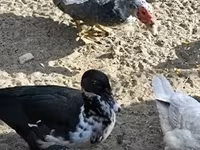 Ducks — 6 зураг