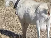 Cabro, Saanen goat — foto 4
