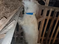 Kambing betina, Saanen goat — foto 8