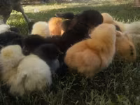 Chickens — լուսանկար 1