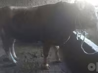Bulle, Limousin-Kuh — Foto 4