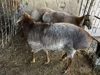 مینڈھا, بھیڑیں — تصویر 8