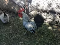 Chickens — photo 2