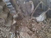 Geese — รูปภาพ 5