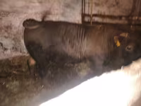 گاو نر, Charolais cattle — عکس 6