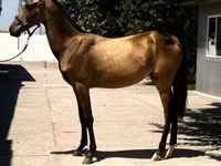 Cavalo, Akhal-Teke — foto 2