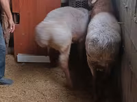 Vædder, Rhon sheep — foto 1