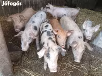 Babi (lot, jantina tidak dinyatakan), Pigs — foto 3