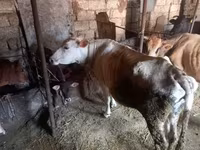 گاو ماده, Simmental cattle — عکس 5