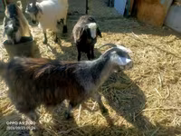 ፍየል, Goats — ፎቶ 2