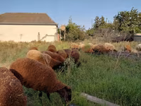 Pecora, Pecore — foto 1