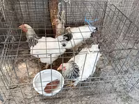 Chickens — foto 2