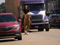 Koń, Quarter Horse — zdjęcie 4