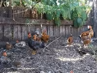 Японська бентамка — фото 6