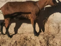 Buk, Alpine goat — foto 4