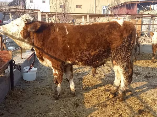 گاو نر, Simmental cattle