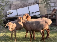 แกะตัวเมีย, Hissar sheep — รูปภาพ 5