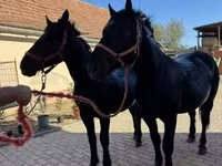ცხენი, Hungarian horse breed — ფოტო 1