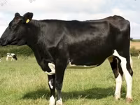 암소, Russian Black pied cattle — 사진 3