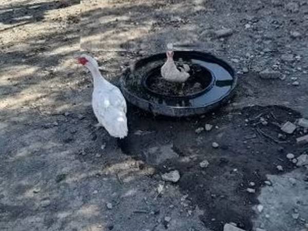 Ducks — Hungary