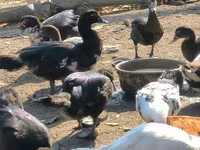 Ducks — รูปภาพ 4