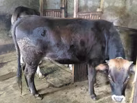 گاو ماده, گاو — عکس 1