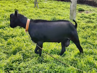 雄ヤギ, Alpine goat — 写真 2