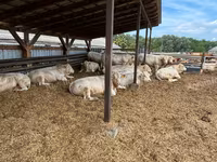 Lembu jantan, Charolais cattle — foto 2