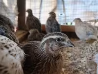 Quails — الصورة 1