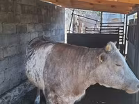 گاو ماده, بلژیکی آبی — عکس 1