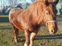 母马, Hungarian horse breed — 照片 1