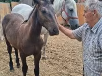 Yegua, Caballos — foto 6