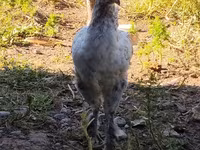 Chickens — foto 4