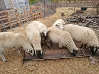 แกะตัวเมีย, Suffolk sheep — รูปภาพ 4