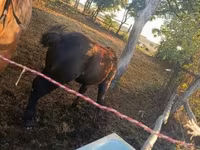 குதிரை, குதிரைகள் — புகைப்படம் 6