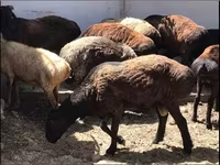 قوچ, گوسفند — عکس 1