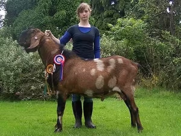 Bode, Nubian Goat