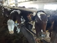 Cattle (batch, sex not specified), Aberdeen-Angus — photo 2