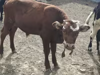 Toro, Mucca kazaka a testa bianca — foto 1
