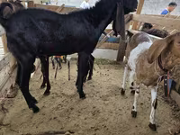 Billy Goat, Kamori goats — photo 1