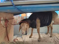 Kambing jantan, Rhon sheep — foto 1