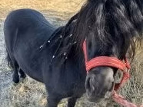 Cavalla, Cavalli