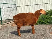 Juh, Hissar sheep — 1. fotó