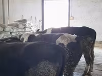 วัวตัวผู้, Russian Black pied cattle — รูปภาพ 1