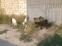 Kambing jantan, Goats — foto 4