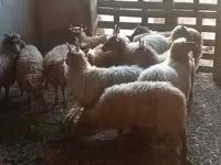 Ovce, Racka sheep — foto 1